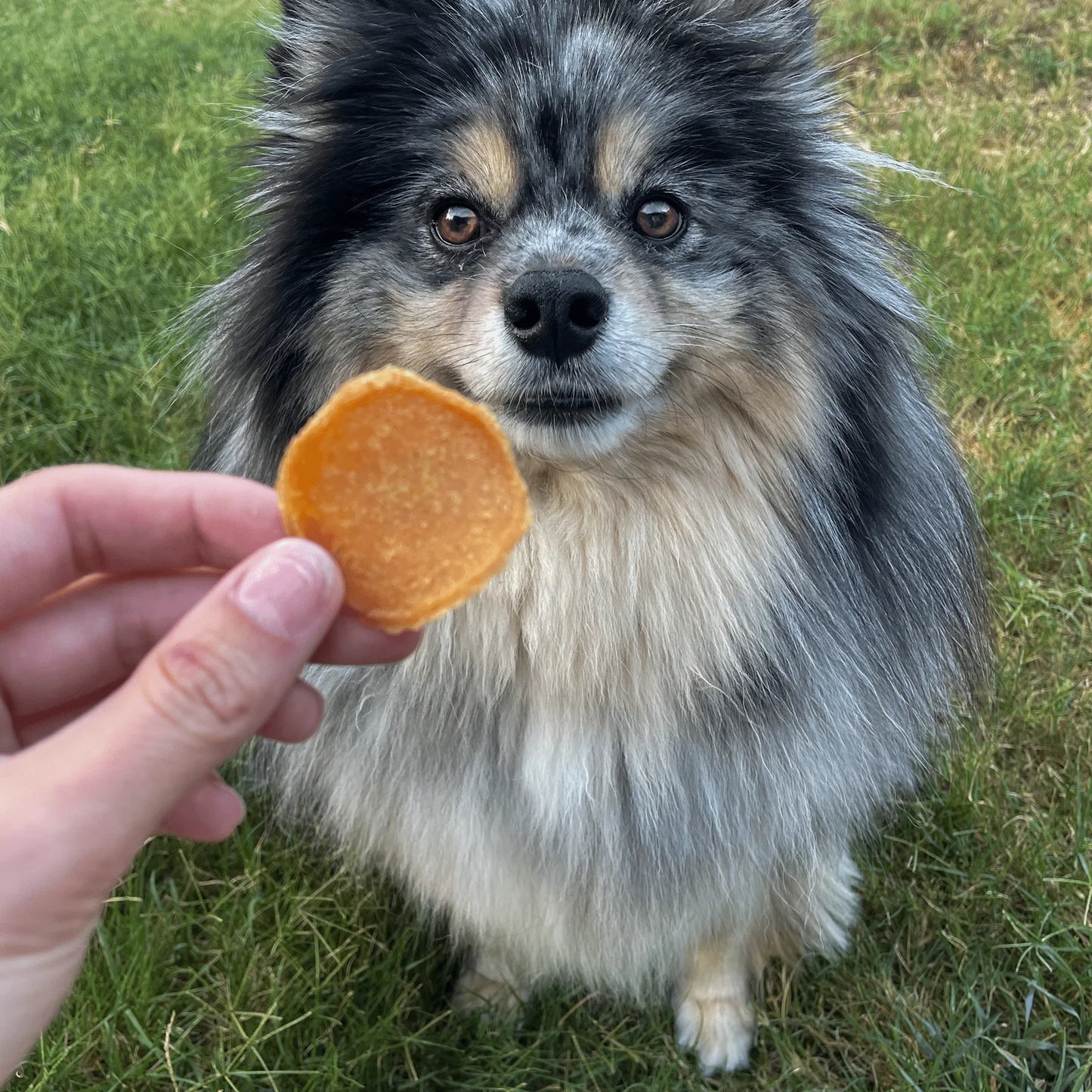 Chicken Chips Dog Treats 4 Oz Bag