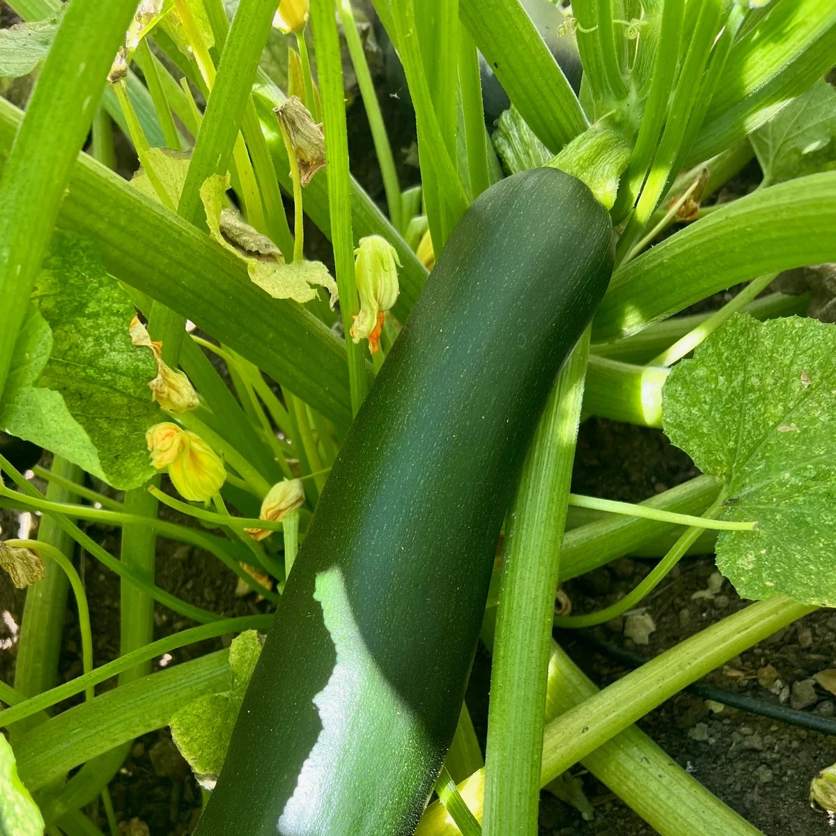 Organic Black Beauty Zucchini Seed Packet
