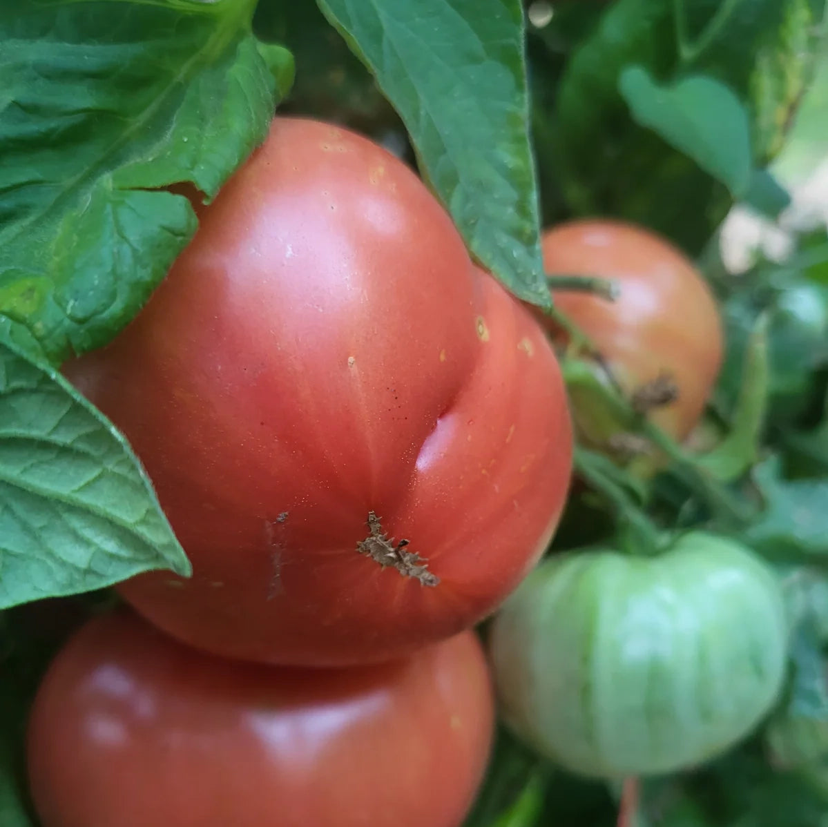 Organic Brandywine Heirloom Tomato Seed Packet