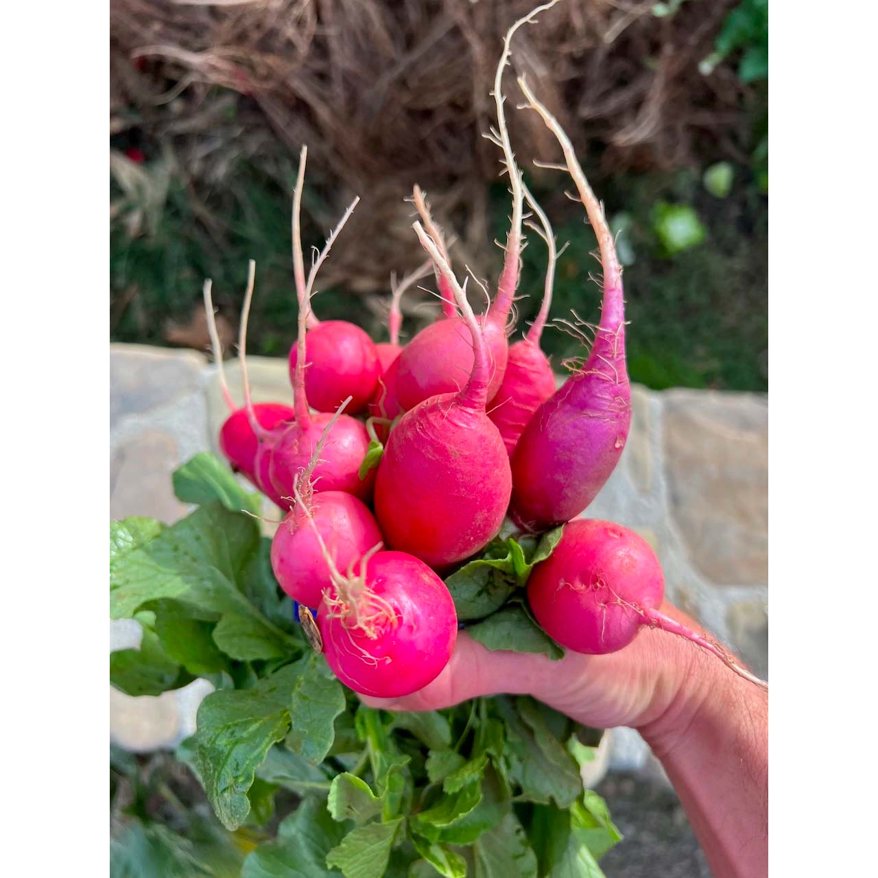 Organic Pink Beauty Radish Seed Packet