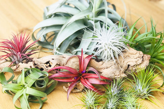 How to Care for Air Plants
