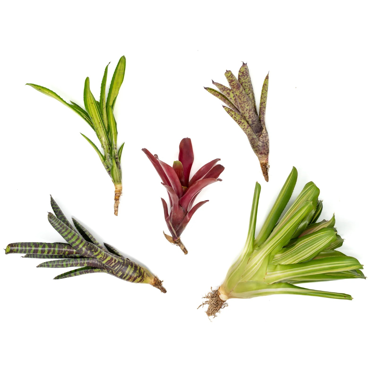 Air Plant