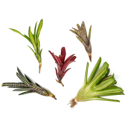 Air Plant
