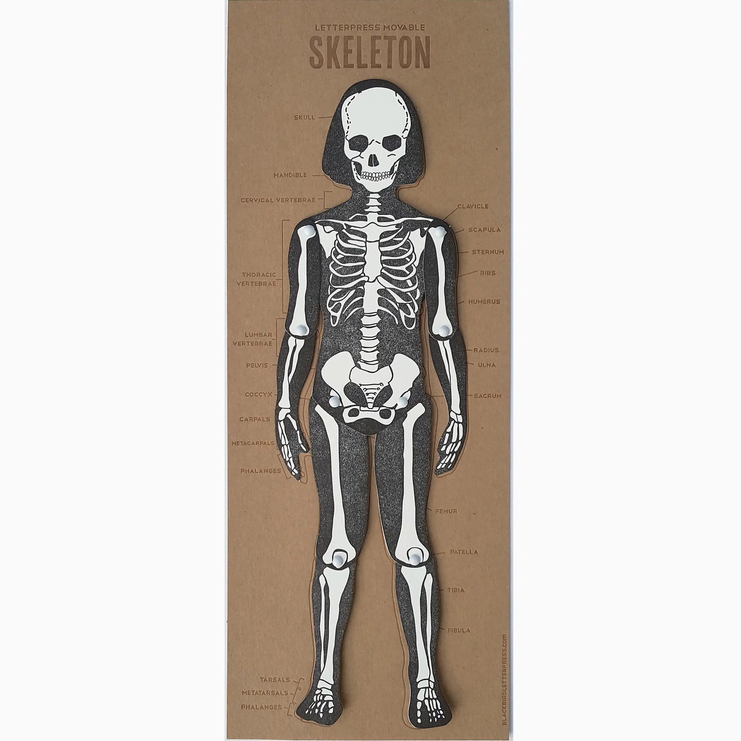Skeleton Articulating Letterpress Figure