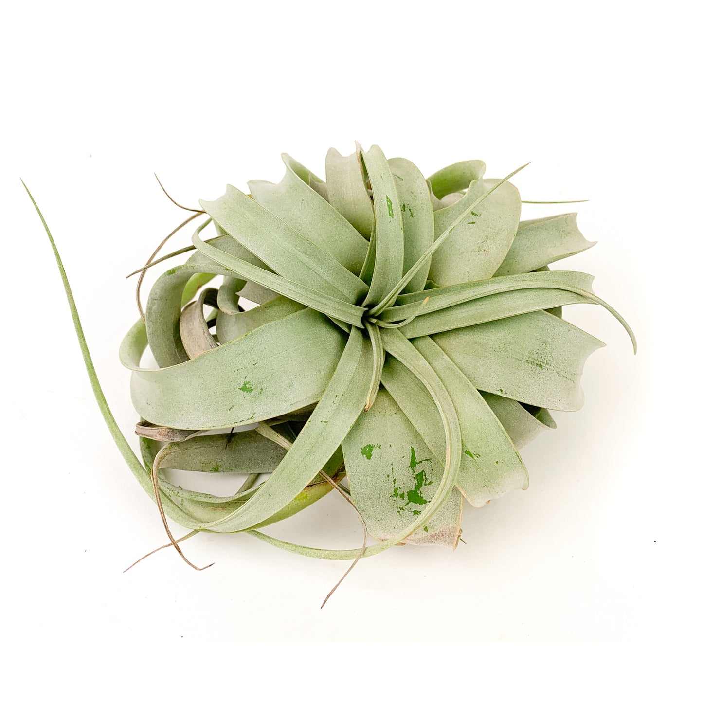 Air Plant