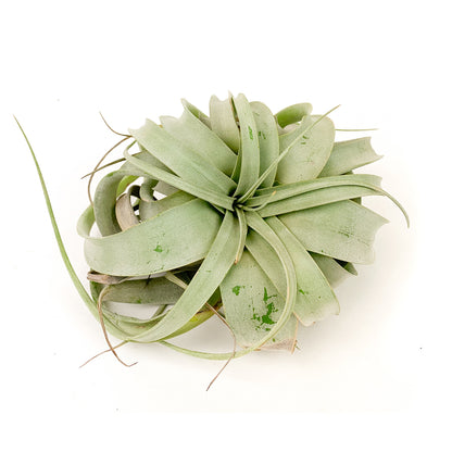 Air Plant