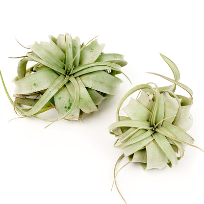 Air Plant