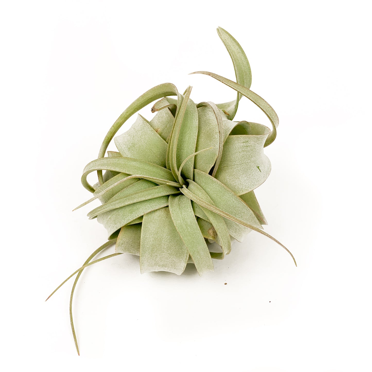 Air Plant