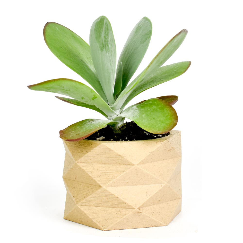 Eco-friendly 3D Printed Mini 2" Planter