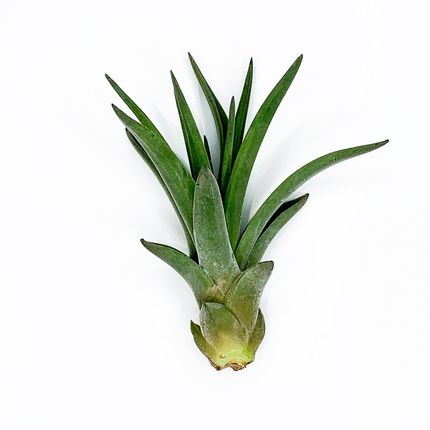 Air Plant