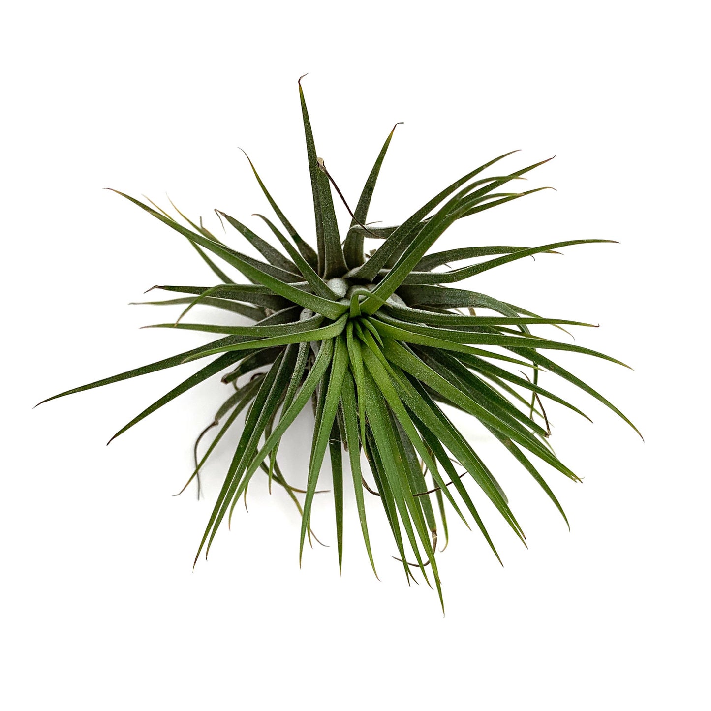 Air Plant