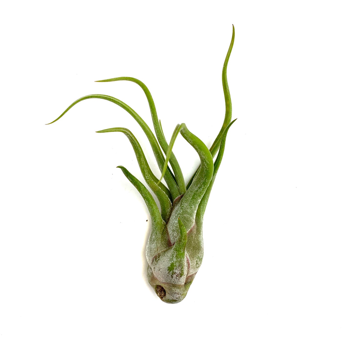 Air Plant
