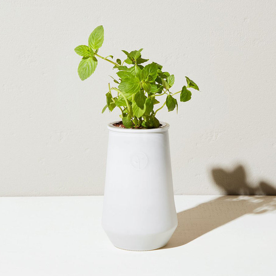 Tapered Glass Hydroponic Herb Grow Kit