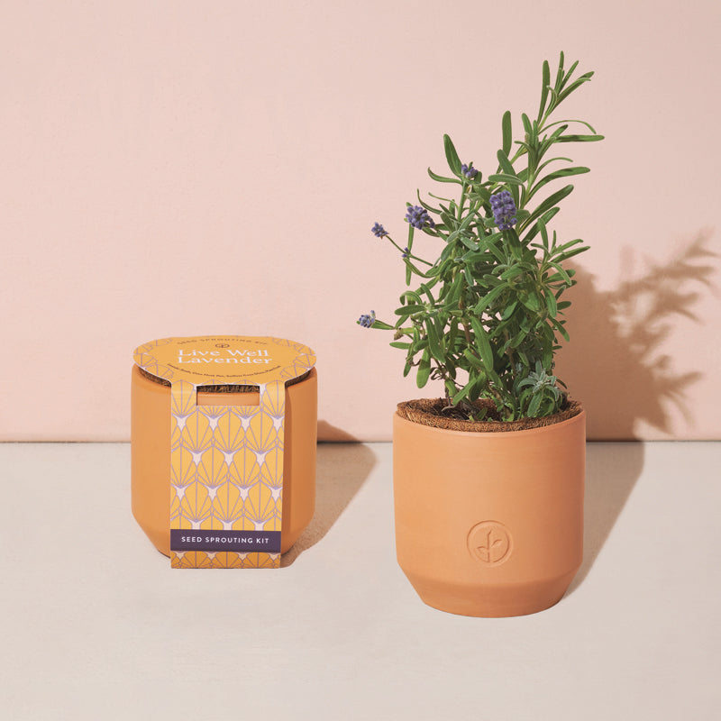 Tiny Terracotta Grow Kit