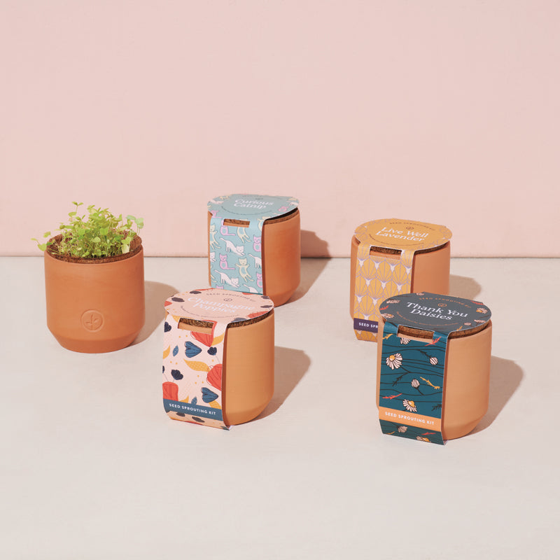 Tiny Terracotta Grow Kit