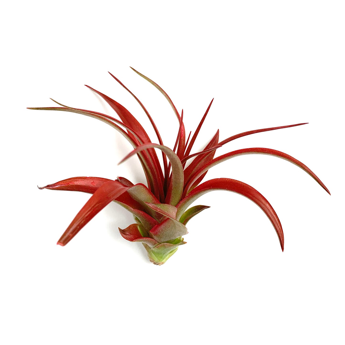 Air Plant