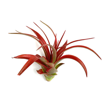 Air Plant