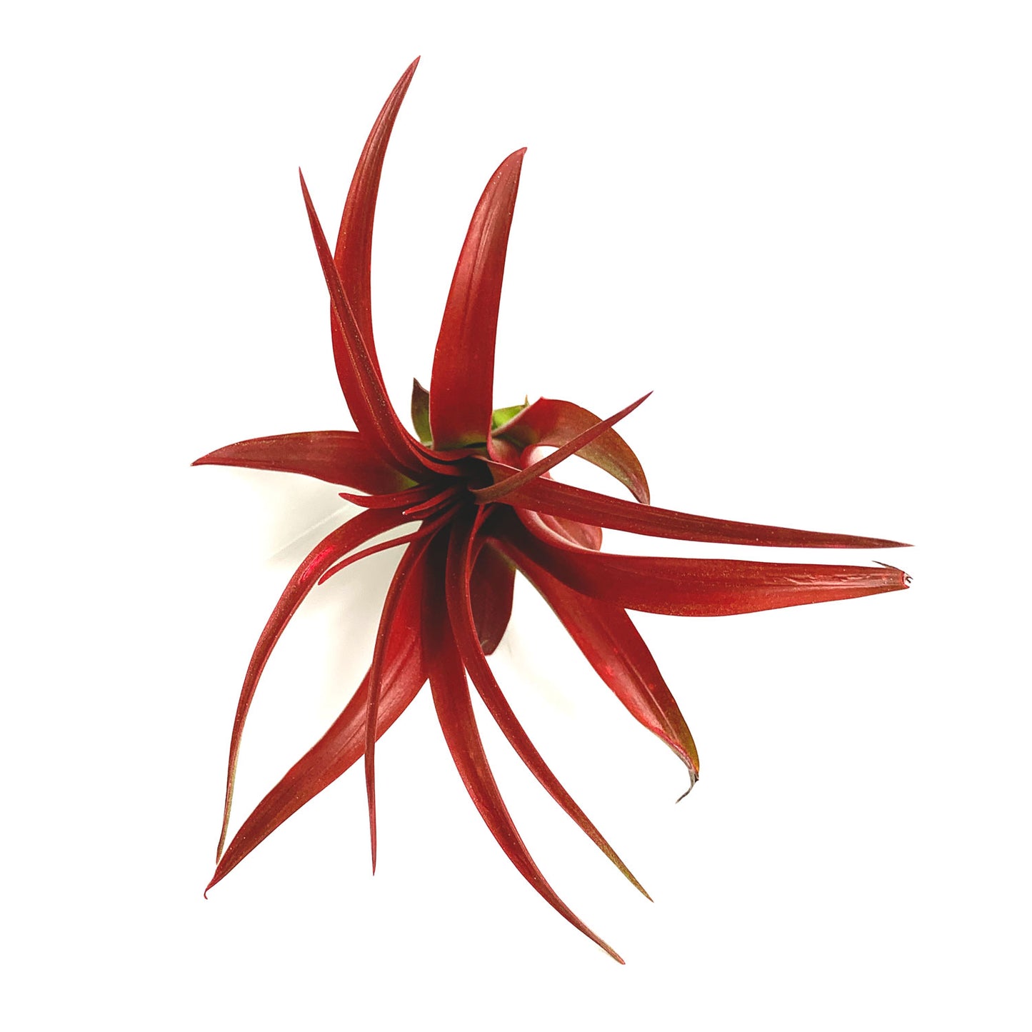Air Plant