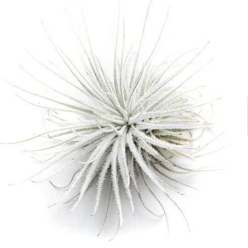 Air Plant