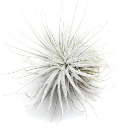 Air Plant